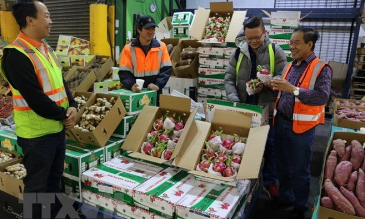 Gần 74% giá trị xuất khẩu rau quả của Việt Nam hướng sang Trung Quốc