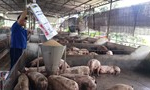 Bác thông tin dịch tả lợn châu Phi xuất hiện tại Việt Nam