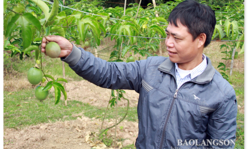Hiệu quả kinh tế từ cây chanh leo