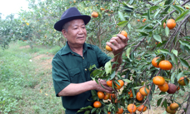 Cựu chiến binh năng động phát triển kinh tế
