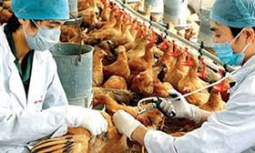Kế hoạch quốc gia phòng, chống bệnh Cúm gia cầm