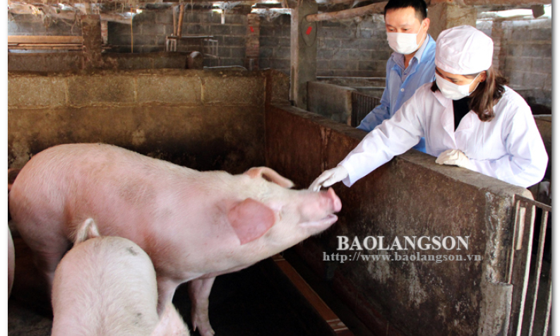 Phòng chống bệnh dịch tả lợn châu Phi: Chú trọng tuyên truyền, giám sát dịch bệnh
