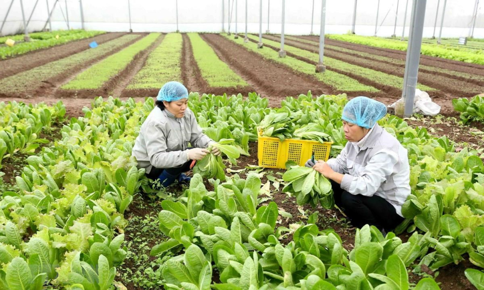 Kim ngạch xuất khẩu rau quả 2 tháng đầu năm giảm 9,9%