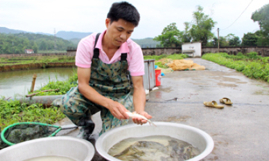 Tích cực phòng chống dịch bệnh thủy sản