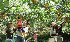 Cần Thơ phát triển du lịch sinh thái cộng đồng theo hướng bền vững