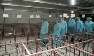 Thủ tướng kiểm tra, đôn đốc công tác phòng, chống dịch tả lợn châu Phi
