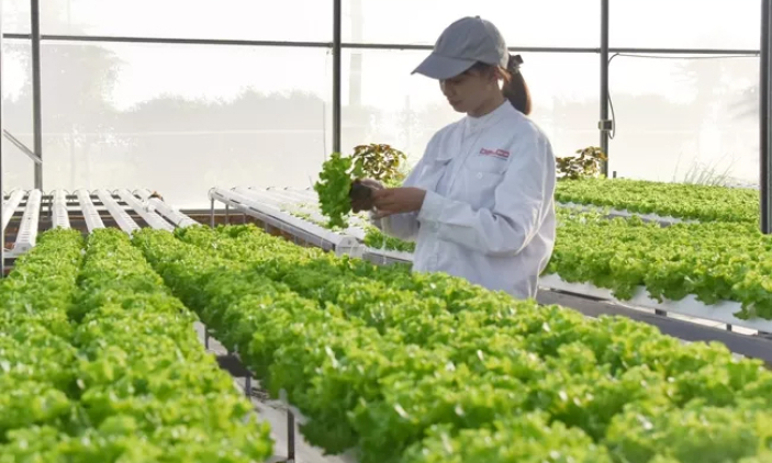 Bắc Ninh phát triển nông nghiệp công nghệ cao