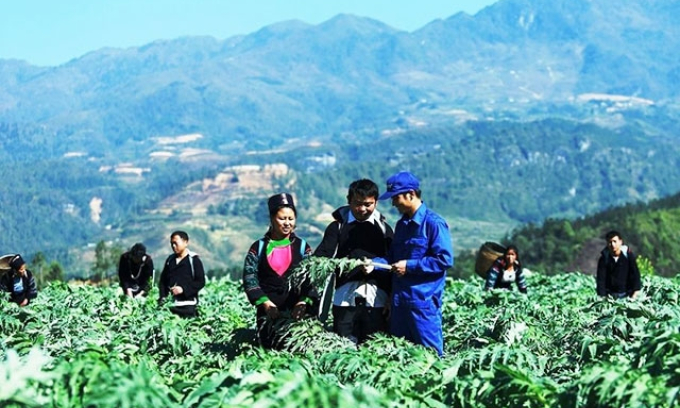 Khai thác thế mạnh cây dược liệu vùng Tây Bắc