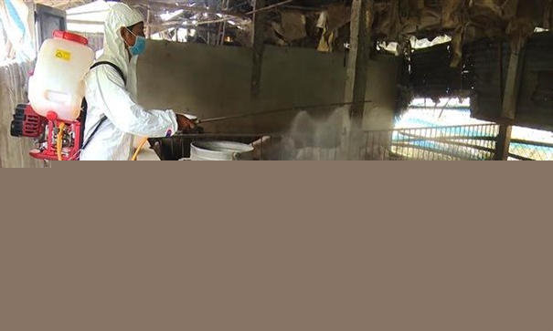 Ứng phó dịch tả lợn châu Phi: Làm gì trong lúc chờ vắcxin?
