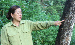 Hồng không hạt xã Bảo Lâm: Đối mặt nguy cơ thoái hóa