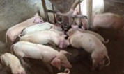 An toàn sinh học: Biện pháp tối ưu cho chăn nuôi lợn
