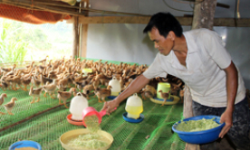 Đổi mới hình thức tổ chức sản xuất: Phát huy vai trò của các hợp tác xã nông nghiệp