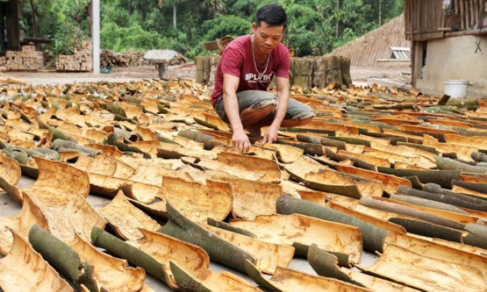 Lào Cai: Xây dựng thương hiệu sản phẩm quế hữu cơ ở Bắc Hà