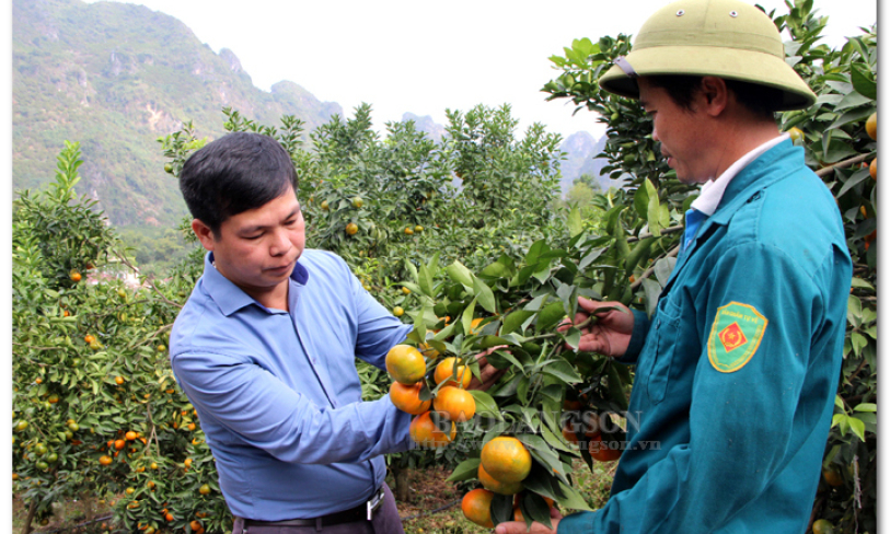 Tập trung phát triển vùng cây ăn quả chủ lực