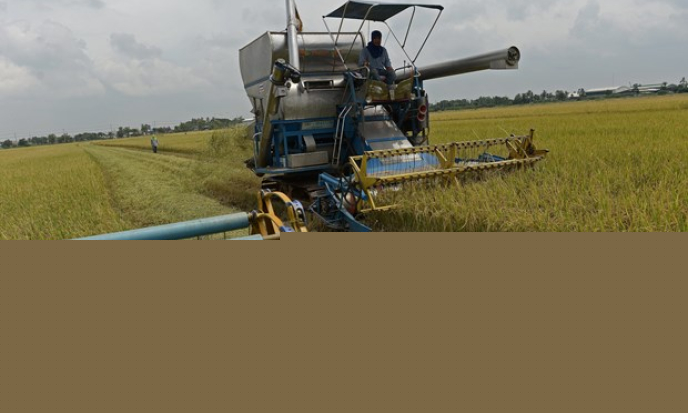 Các nhà xuất khẩu gạo Thái Lan ủng hộ lệnh cấm 3 hóa chất độc hại