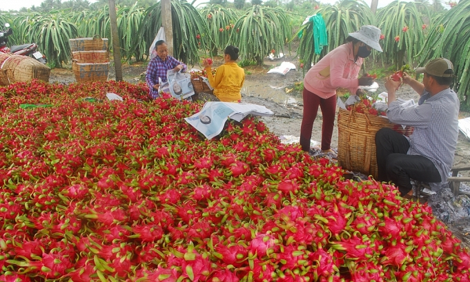 Giải pháp nào hạn chế tình trạng nông sản ùn ứ tại cửa khẩu?