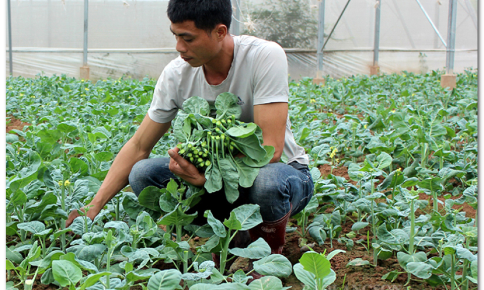 Rau an toàn sẵn sàng phục vụ thị trường tết