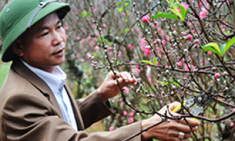 Cuộc thi vườn cây hoa đào đẹp: Góp phần nâng cao giá trị cây đào