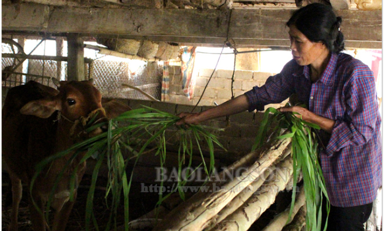 Hiệu quả ban đầu