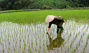 Chủ động phòng trừ ốc bươu vàng hại lúa xuân