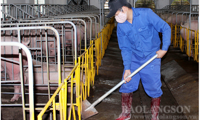 Phòng, chống dịch bệnh trong chăn nuôi: Cách làm ở Hợp tác xã An Hồng
