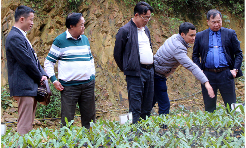 Tràng Định: Triển vọng phát triển cây mắc ca