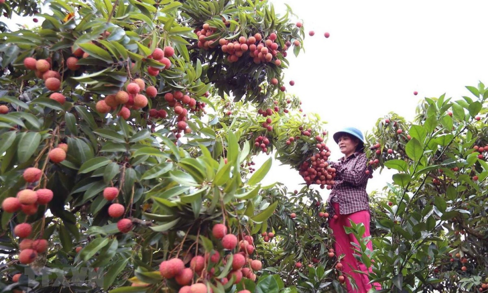 Trên 6.400 tấn vải thiều được xuất qua cửa khẩu Lào Cai
