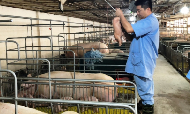 Tái đàn lợn theo hướng an toàn sinh học