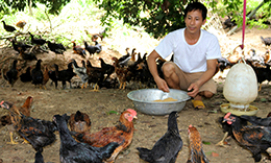 Phát triển chăn nuôi gà: Hiệu quả ở Hữu Lũng