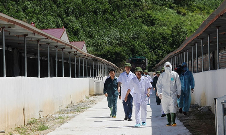 Kiểm tra tái đàn, khôi phục chăn nuôi lợn ở Thanh Hóa