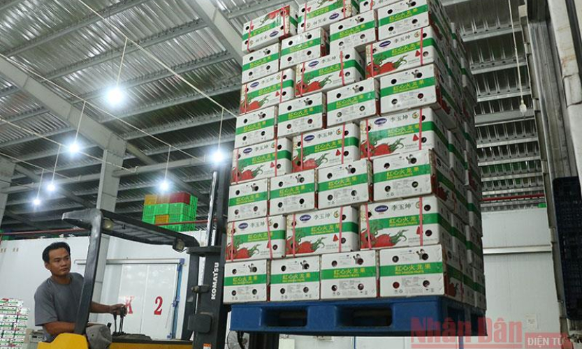 Doanh nghiệp bao tiêu 3.500 tấn thanh long ruột đỏ ở Long An