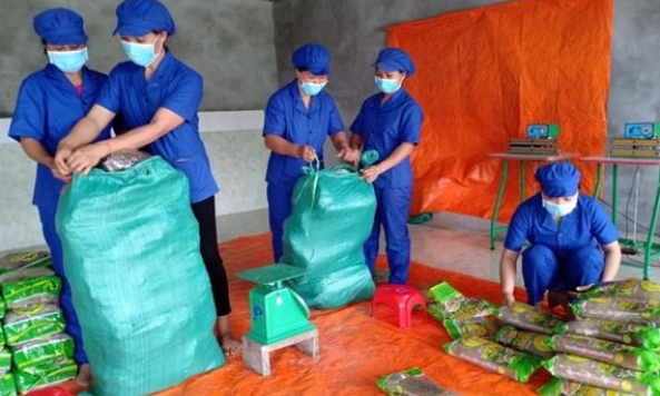 Bắc Kạn lần đầu xuất khẩu miến dong sang thị trường châu Âu