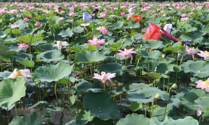 Đồng Tháp phát triển du lịch gắn với thương hiệu "Đất Sen hồng"