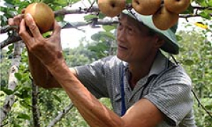 Tràng Định: Bảo tồn, phát triển giống lê địa phương