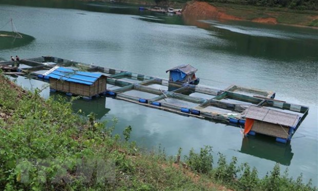 Lai Châu: Hướng đi mới từ nuôi cá lồng trên lòng hồ thủy điện