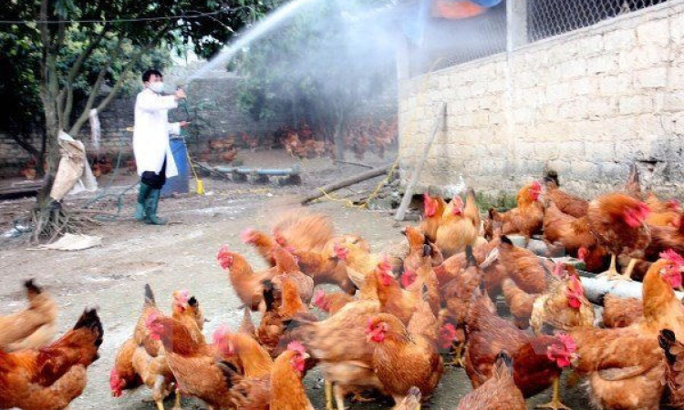 Quyết liệt kiểm soát, phòng, chống bệnh cúm gia cầm