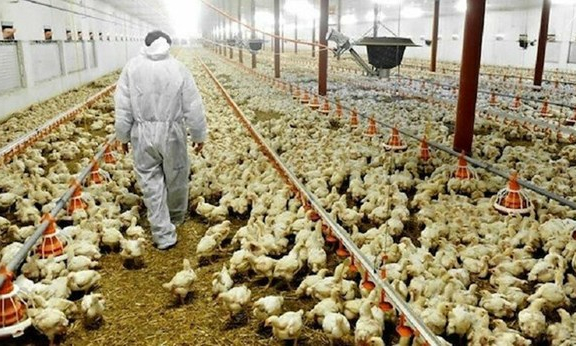 Nhật Bản phát hiện thêm ổ dịch cúm gia cầm có khả năng lây nhiễm cao
