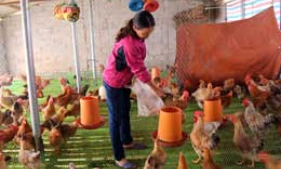 Hội Nông dân tỉnh: Đẩy mạnh đào tạo nghề cho hội viên, nông dân