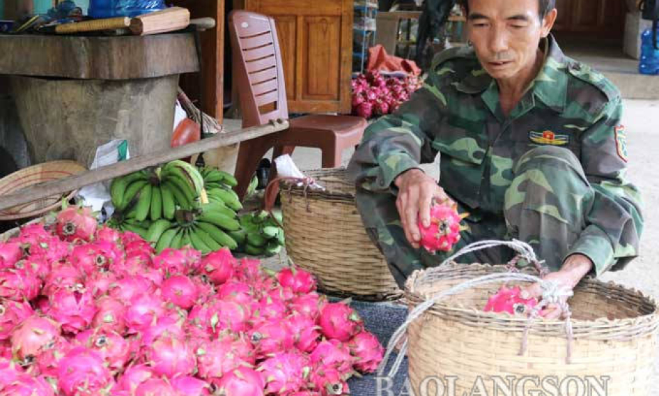 Tăng thu từ trồng thanh long