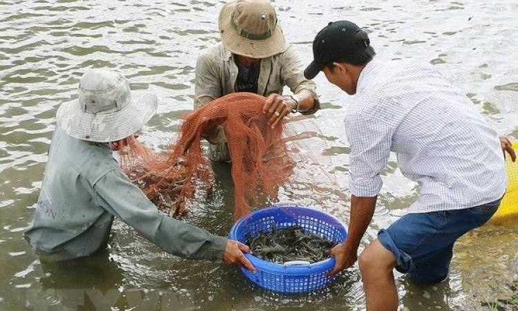 Trà Vinh: Giá tôm giảm mạnh nhưng nông dân bị thiệt hại không đáng kể