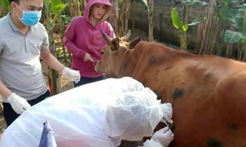 Bệnh viêm da nổi cục trên trâu bò nguy hiểm nhưng không lây cho người
