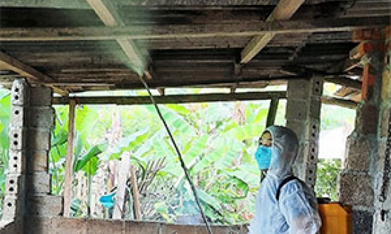 Bệnh dịch tả lợn châu Phi tái phát: Ngăn ngừa lây lan ra diện rộng