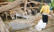 Phát triển chăn nuôi nông hộ cần gắn với du lịch sinh thái