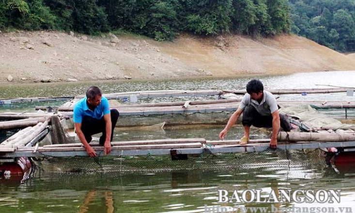 Hộ nuôi cá lồng: Chủ động trước mùa mưa lũ