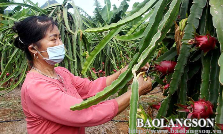 Bình Gia: Nâng cao giá trị cây thanh long