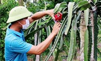 Thôn Hét: Nâng cao thu nhập từ trồng thanh long