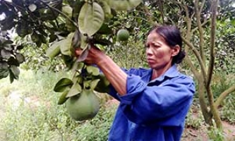 Thoát nghèo từ nguồn vốn vay