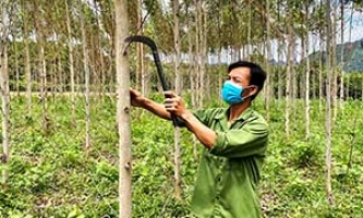Yên Bình: Vốn ưu đãi giúp hộ nghèo vươn lên