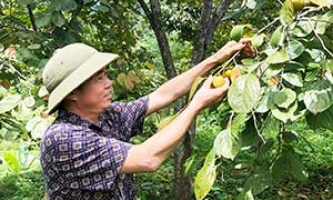 Người nông dân dám nghĩ, dám làm