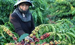 Tây Nguyên: Nâng tầm giá trị sản phẩm càphê Việt chất lượng cao
